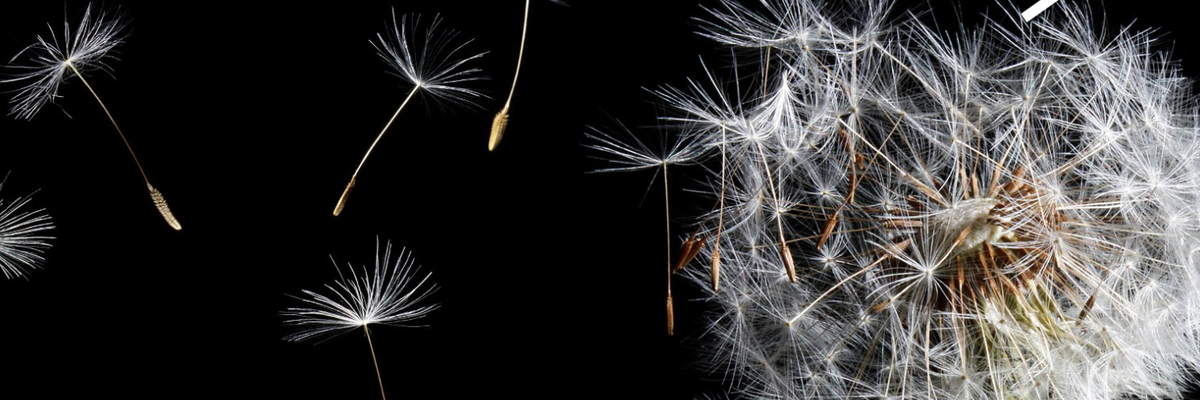 Citizen science-onderzoek naar biodiversiteit