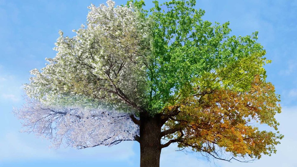 Image for GrowApp